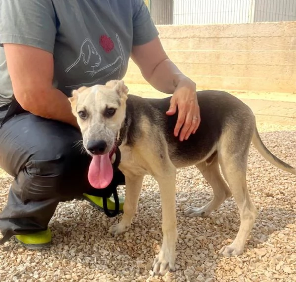Hero dolcissimo cucciolo 5 mesi e mezzo | Foto 4