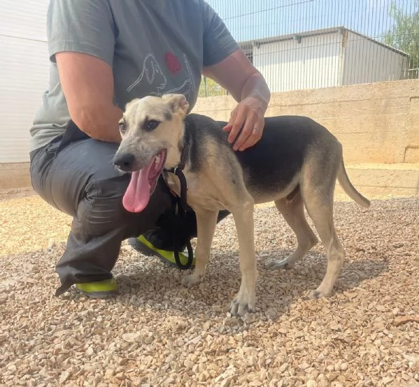 Hero dolcissimo cucciolo 5 mesi e mezzo | Foto 3
