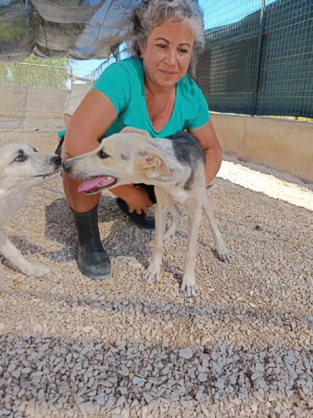 Hero dolcissimo cucciolo 5 mesi e mezzo | Foto 2