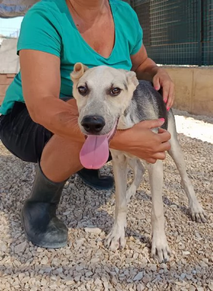 Hero dolcissimo cucciolo 5 mesi e mezzo | Foto 1