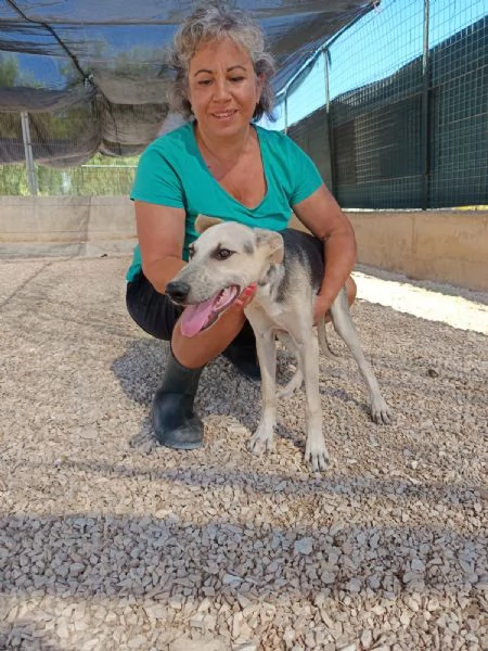 Hero dolcissimo cucciolo 5 mesi e mezzo | Foto 0