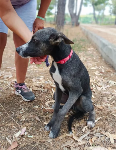 Remy, cucciolo 6 mesi taglia medio piccola | Foto 3