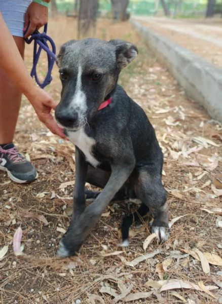 Remy, cucciolo 6 mesi taglia medio piccola | Foto 2