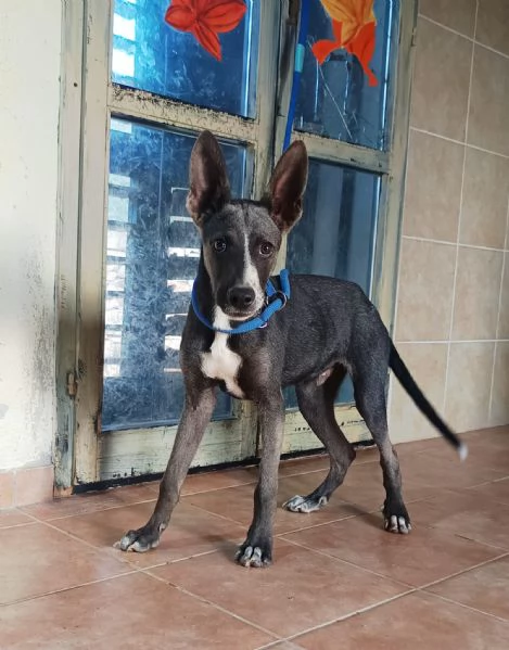 Remy, cucciolo 6 mesi taglia medio piccola | Foto 1