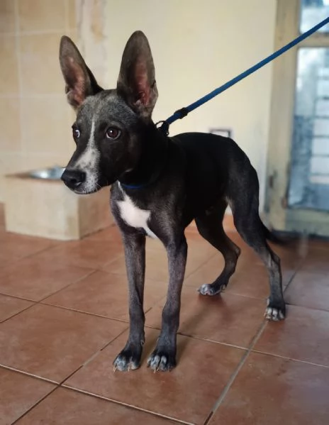 Remy, cucciolo 6 mesi taglia medio piccola | Foto 0