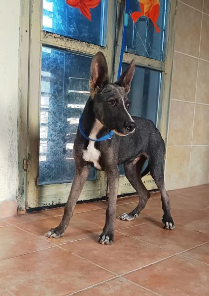 Remy, cucciolo 6 mesi taglia medio piccola