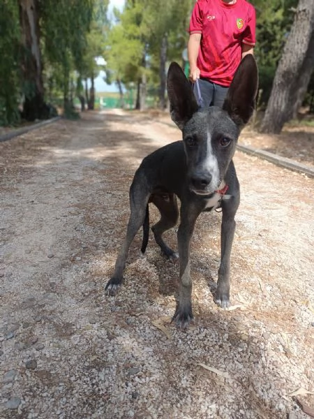 Dolce maschietto Mix Podenco 6 mesi | Foto 2