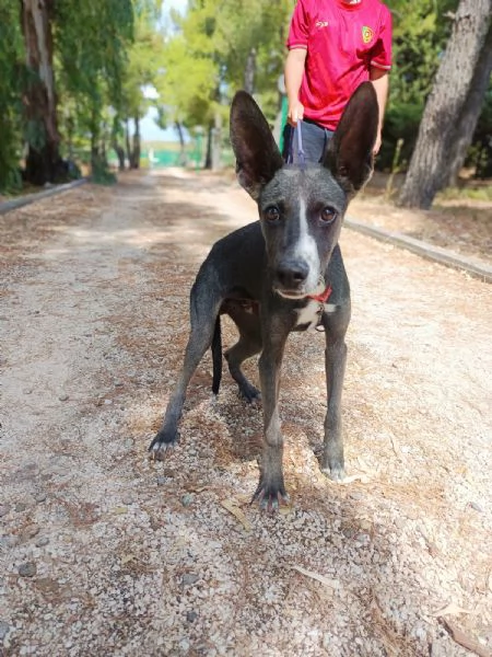 Dolce maschietto Mix Podenco 6 mesi