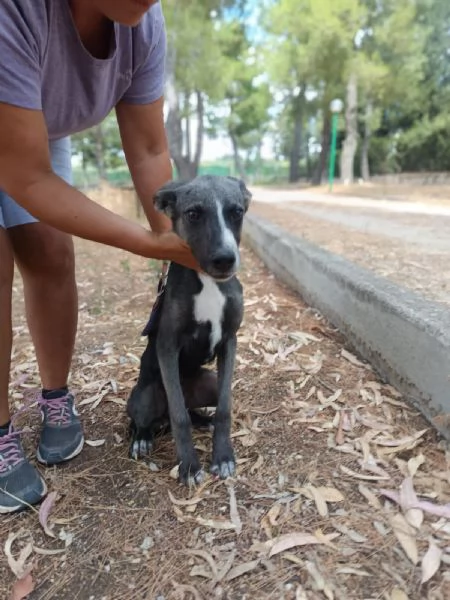 Dolce maschietto Mix Podenco 6 mesi | Foto 1