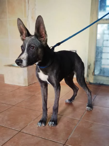 Dolce maschietto Mix Podenco 6 mesi | Foto 0