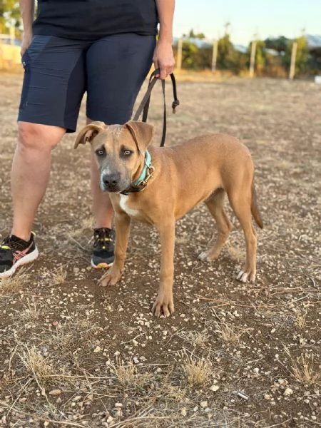 Joy mix pit 6 mesi | Foto 4