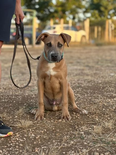 Joy mix pit 6 mesi | Foto 3