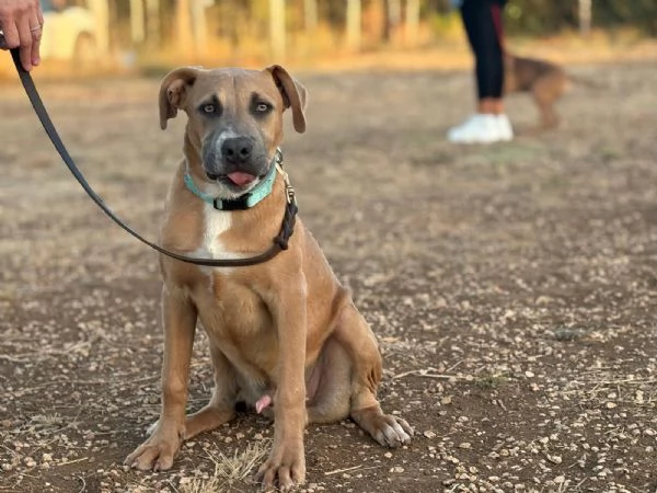 Joy mix pit 6 mesi | Foto 2