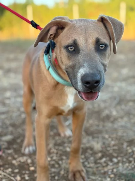 Joy mix pit 6 mesi | Foto 1