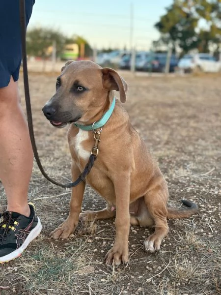 Joy mix pit 6 mesi | Foto 0