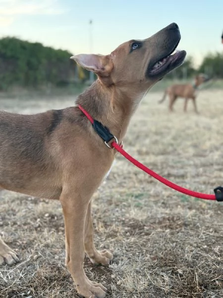 Sad cucciolo mix pit 6 mesi | Foto 4