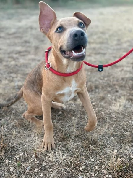 Sad cucciolo mix pit 6 mesi | Foto 3