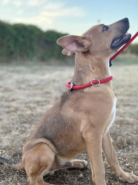 Sad cucciolo mix pit 6 mesi | Foto 2