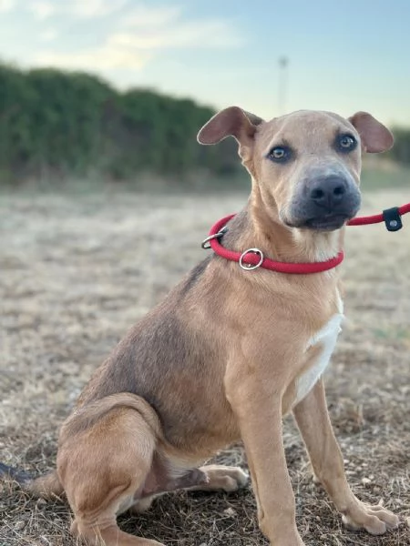 Sad cucciolo mix pit 6 mesi | Foto 1