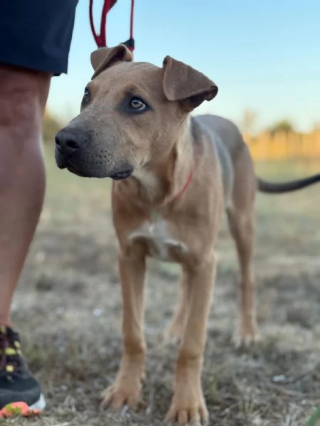 Sad cucciolo mix pit 6 mesi | Foto 0