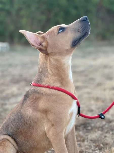 Sad cucciolo mix pit 6 mesi