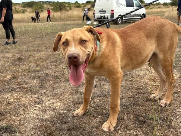 Tai, cucciolone mix pitbull 7 mesi | Foto 4