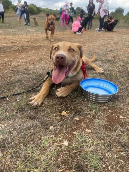 Tai, cucciolone mix pitbull 7 mesi | Foto 3