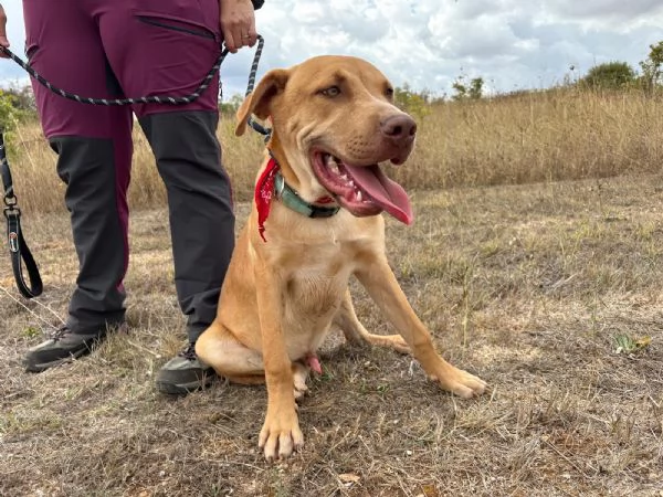 Tai, cucciolone mix pitbull 7 mesi