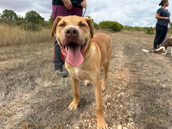 Tai, cucciolone mix pitbull 7 mesi | Foto 1