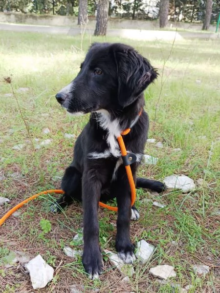 Cucciola da sogno  mesi taglia media | Foto 5