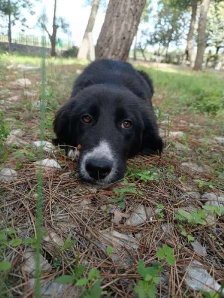 Cucciola da sogno  mesi taglia media | Foto 3