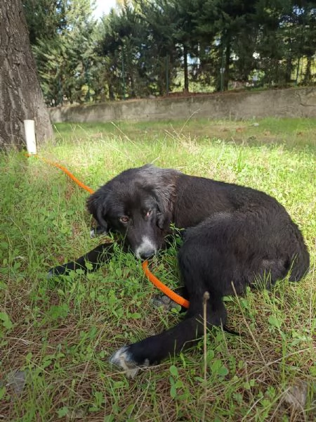 Cucciola da sogno  mesi taglia media | Foto 1