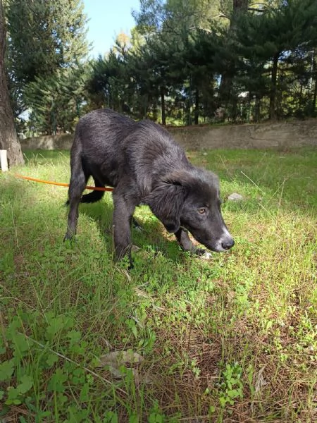 Cucciola da sogno  mesi taglia media | Foto 0