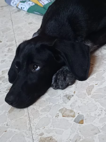 Grace oro nero cucciola mix segugio | Foto 3