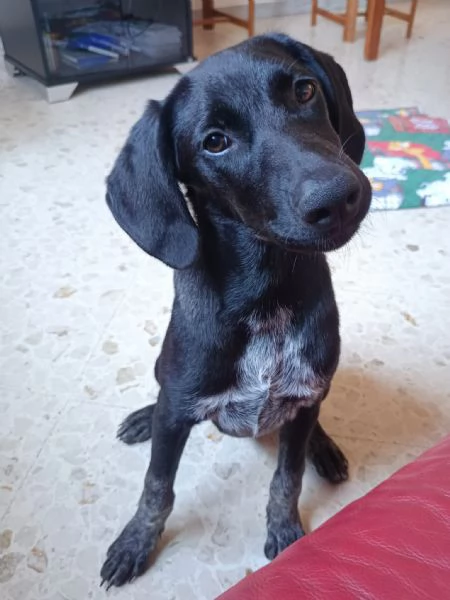 Grace oro nero cucciola mix segugio