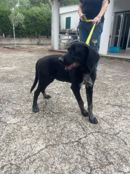 Grace oro nero cucciola mix segugio | Foto 2