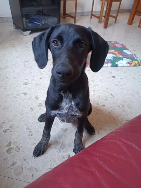 Grace oro nero cucciola mix segugio | Foto 1