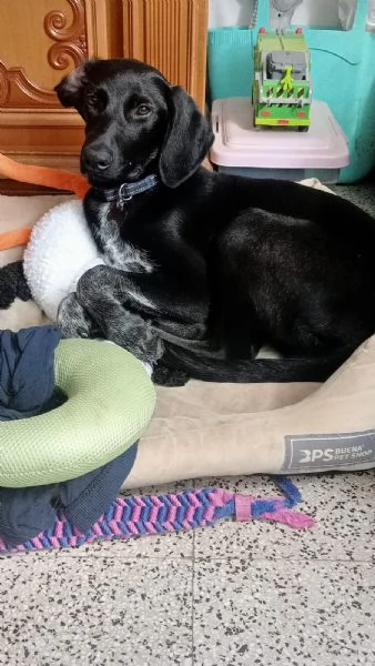 Grace oro nero cucciola mix segugio | Foto 0