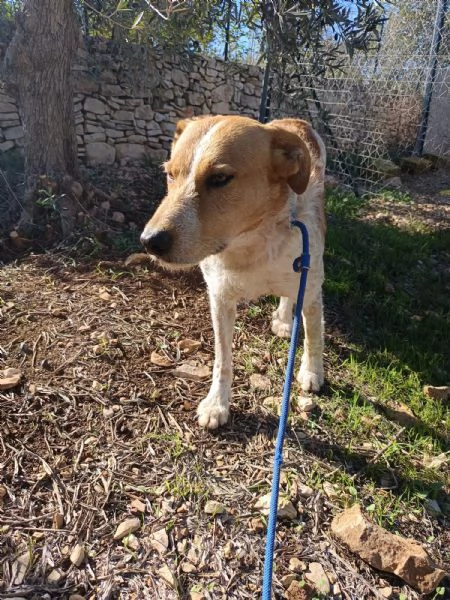 Maschietto dolce ed equilibrato 3 anni e mezzo  | Foto 4