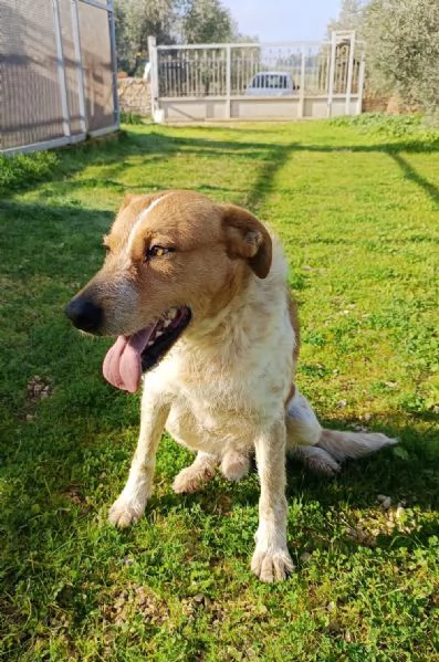 Maschietto dolce ed equilibrato 3 anni e mezzo 