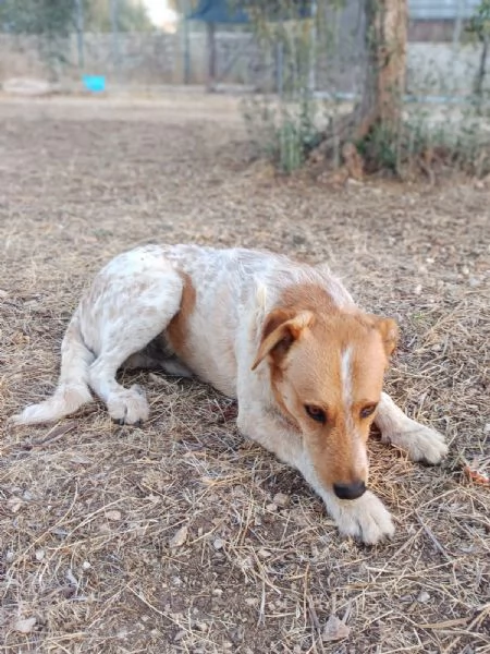 Dolce come un bacio: Kiss giovane maschietto  | Foto 5
