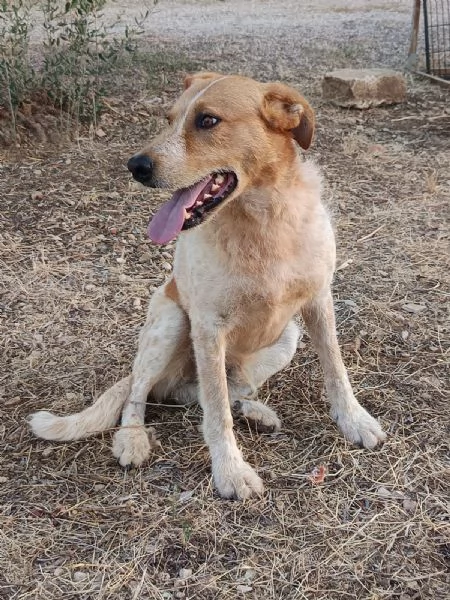 Dolce come un bacio: Kiss giovane maschietto  | Foto 4
