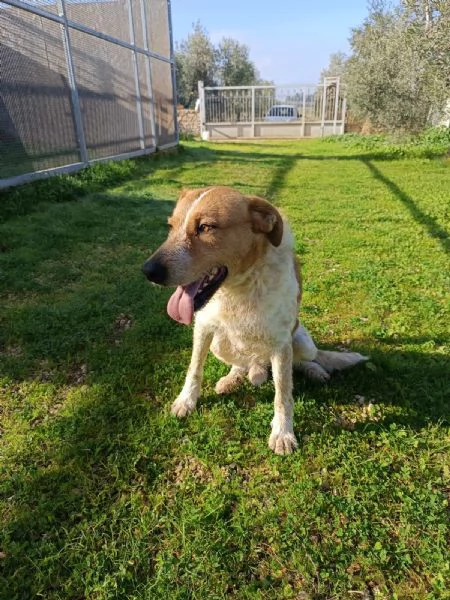 Dolce come un bacio: Kiss giovane maschietto  | Foto 2