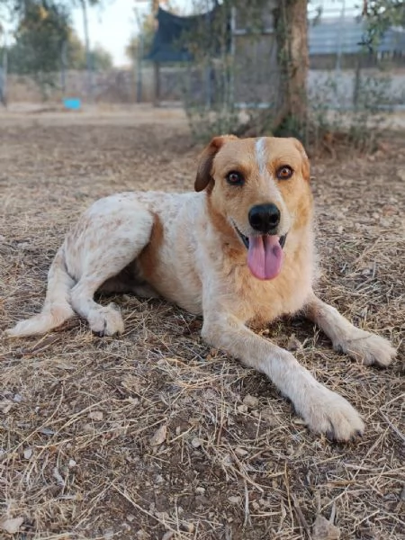 Dolce come un bacio: Kiss giovane maschietto  | Foto 1