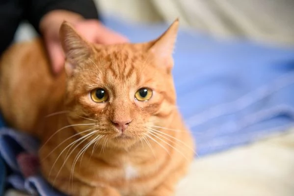 Vincent Van Miao 7 mesi