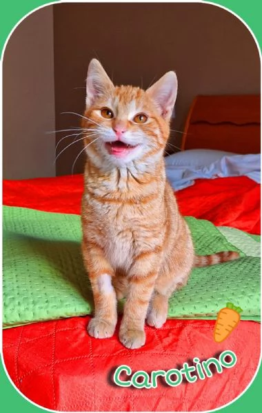 Carotino, 7 mesi di tenerezza | Foto 3