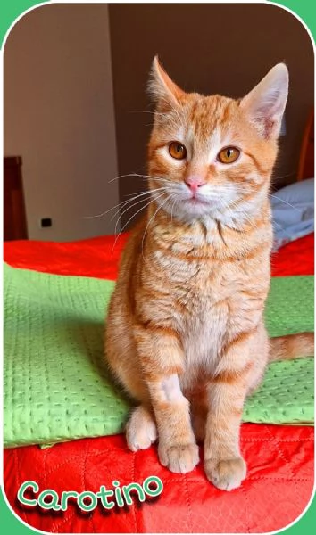 Carotino, 7 mesi di tenerezza | Foto 2