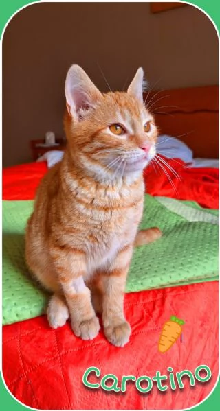 Carotino, 7 mesi di tenerezza | Foto 1