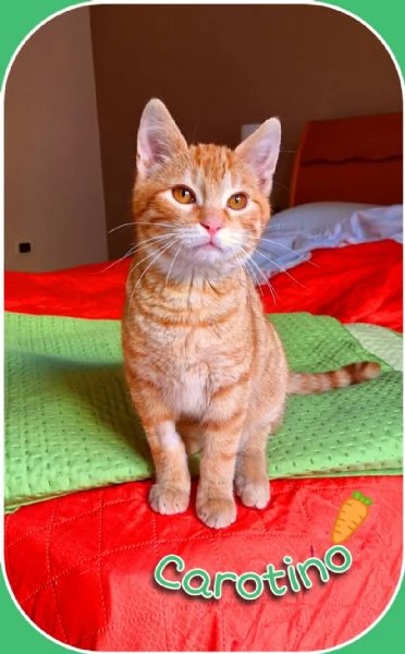 Carotino, 7 mesi di tenerezza | Foto 0