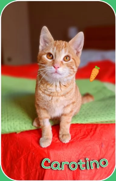 Carotino, 7 mesi di tenerezza